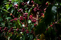 Thumbnail for Costa Rica - Hacienda Sonora | Milenio Piramide Honey